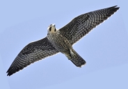Результат пошуку зображень за запитом сапсан Falco peregrinus картинка